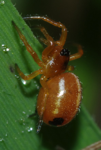 Hypsosinga sp. - Arcavacata di Rende (CS)